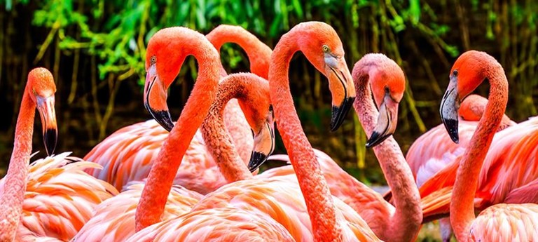 Flamingo Gardens