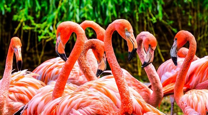 Flamingo Gardens