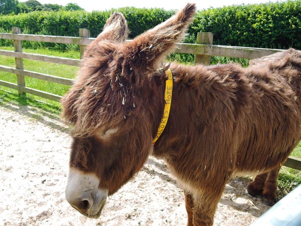 Photo of a donkey.