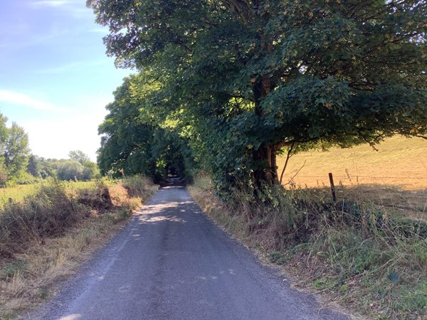 Road by field