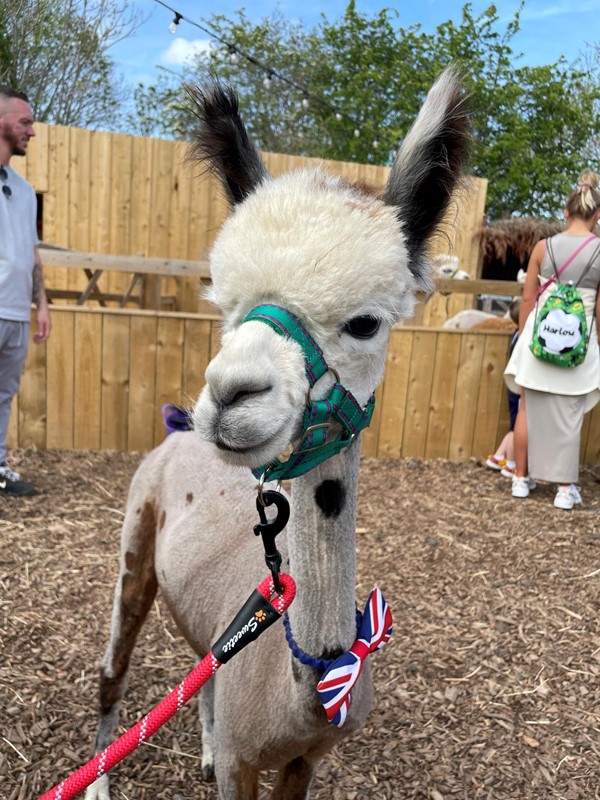 Picture of an alpaca