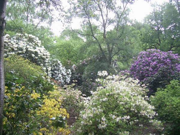 Photo of flowers.