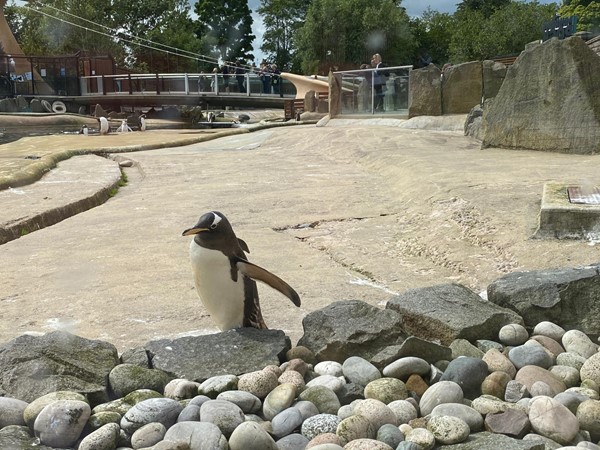 A penguin taking a look at the visitors