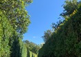Path through hedges