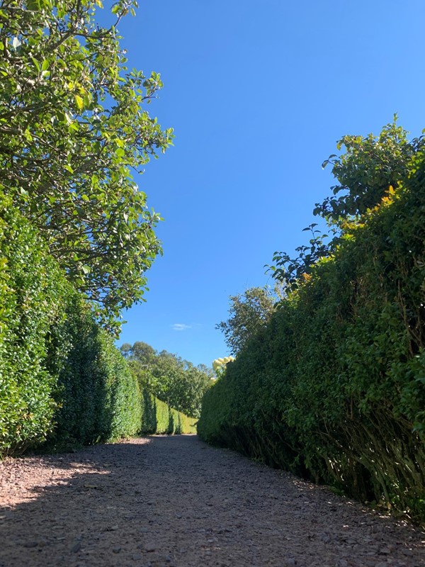 Path through hedges
