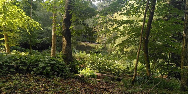 Enys Gardens