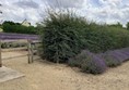 Hedge and some lavender