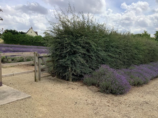 Hedge and some lavender