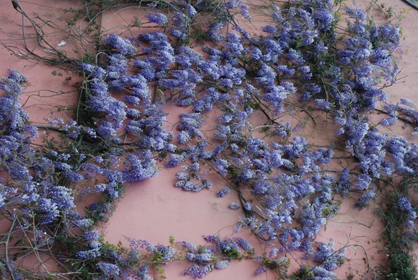 wisteria on main house 2018