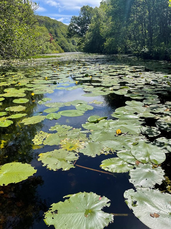 Picture of Water Lillies