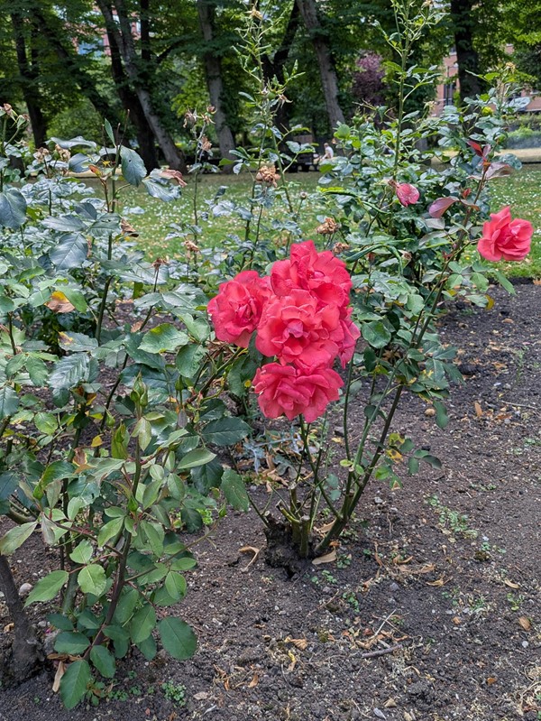 Image of large red roses blooming in the park