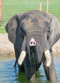 Noah's Ark Zoo Farm