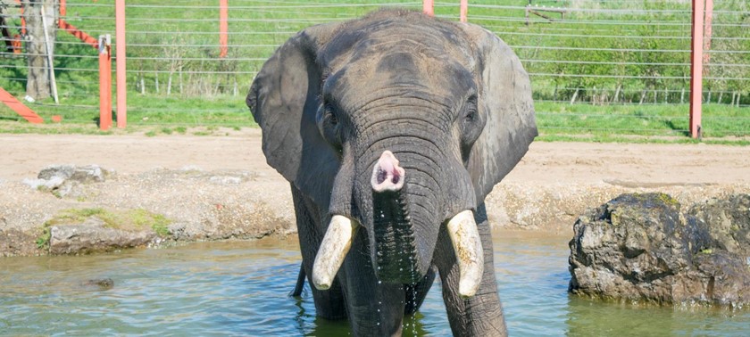 Noah's Ark Zoo Farm