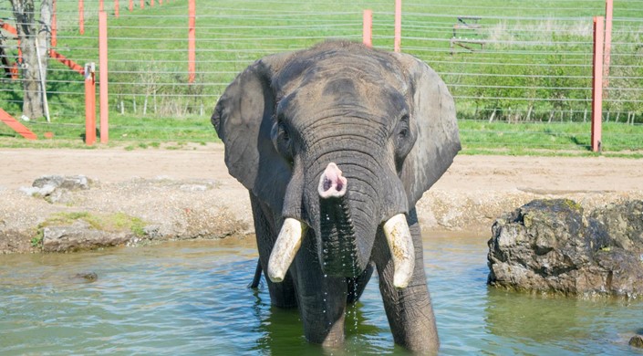 Noah's Ark Zoo Farm