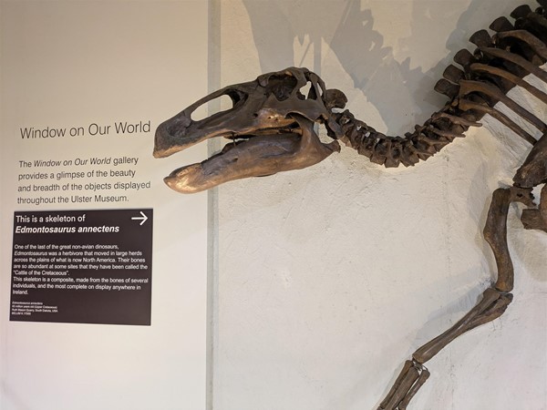 Image of a Edmontosaurus Annectens fossil
