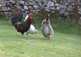 Cockerel and hens