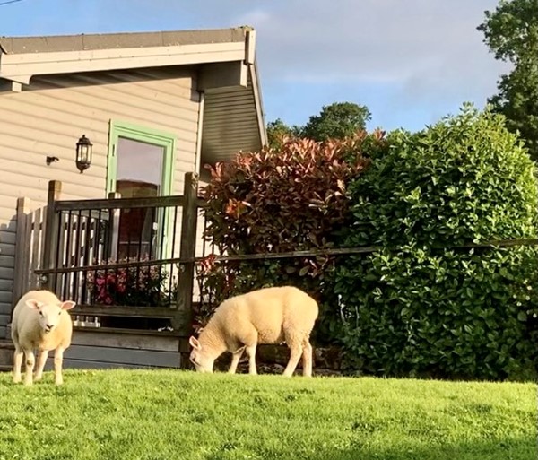 Loved these two sheep who arrived everyday to sayGood Morning !