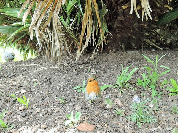 A robin visitor while I had lunch