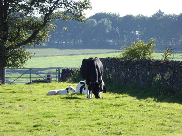 Newborn calf and country view