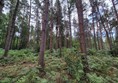 Image of woodland and fern