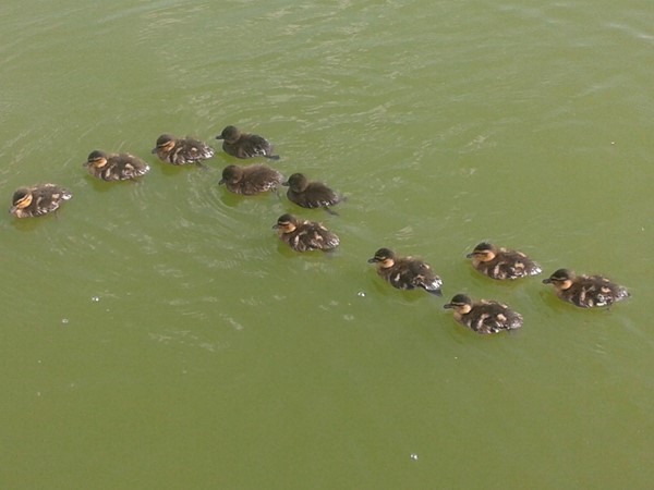 Ducklings