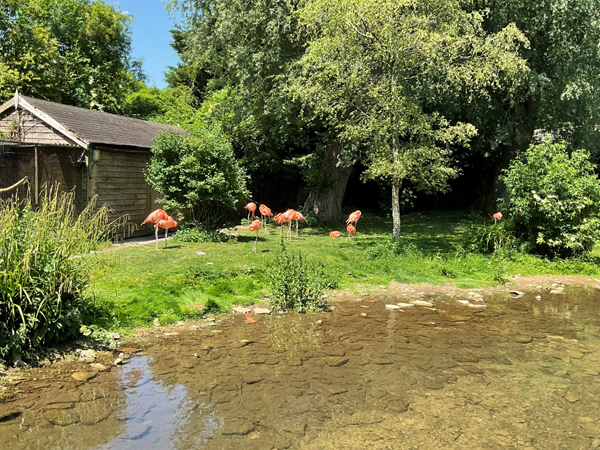 Flamingos