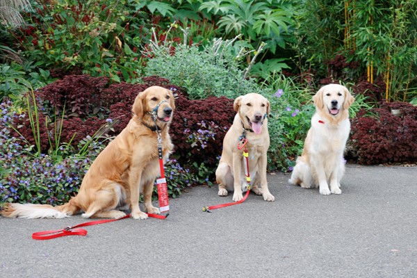 Three dogs