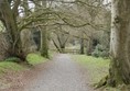 Image of a path through trees