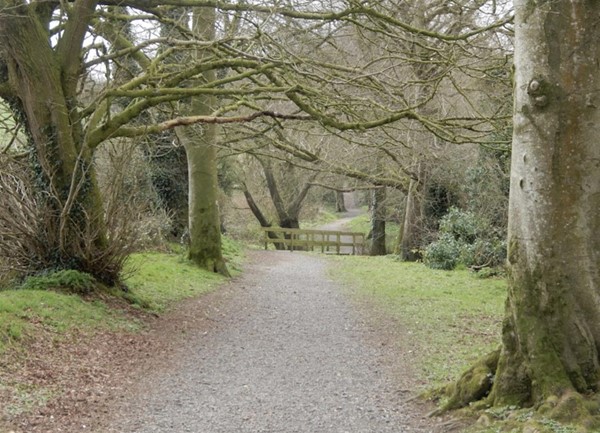 Image of a path through trees