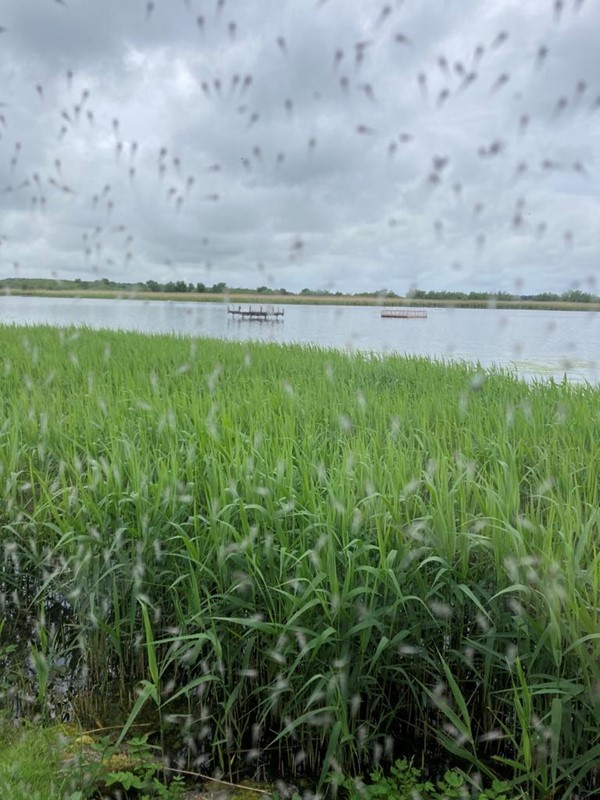 Image of RSPB Reserve Loch Spynie