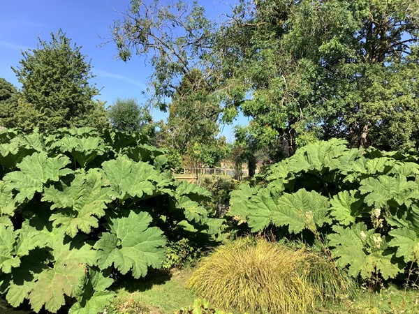 Plants