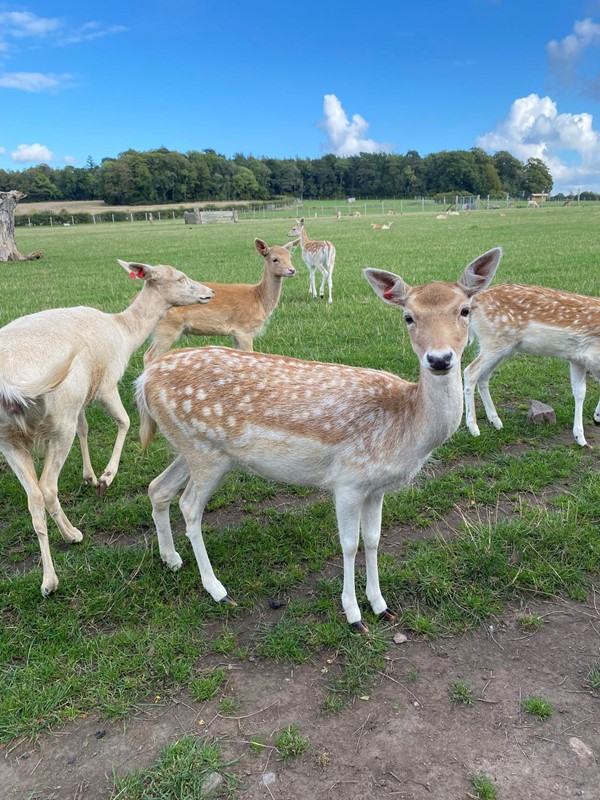 Deer