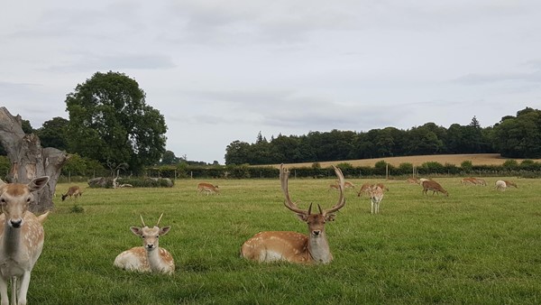 Deer.