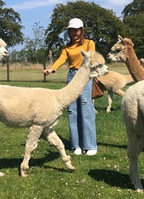 Bowbridge Alpacas Scotland