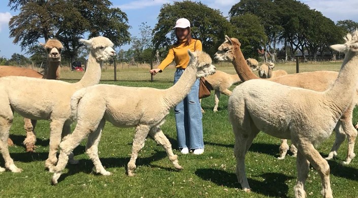 Bowbridge Alpacas Scotland