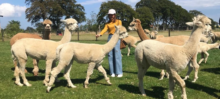 Bowbridge Alpacas Scotland