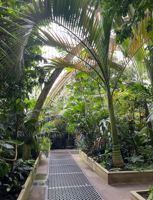 Image of a path through palms