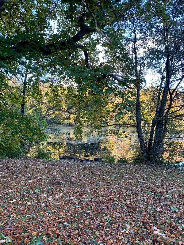 Picture of woodland