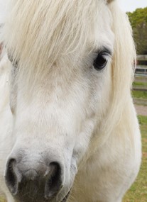 Redwings Caldecott