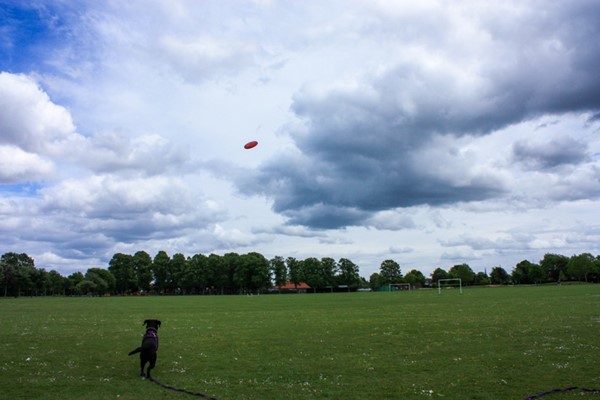 Large field with trees behind.
