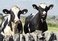 Cows