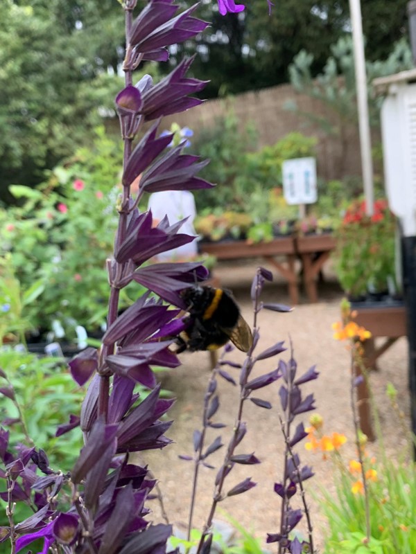 Bee on a flower