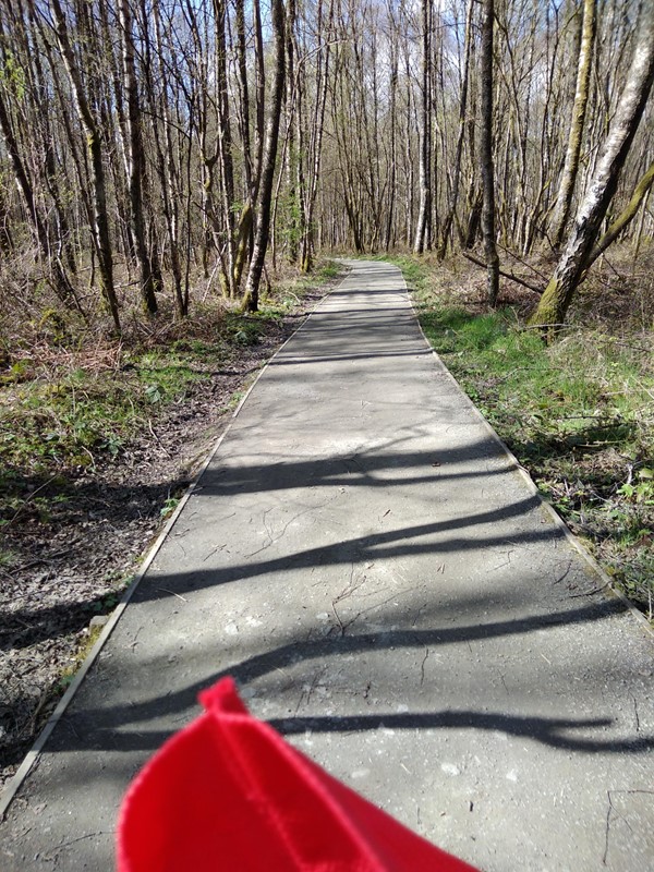 Picture of a path through trees