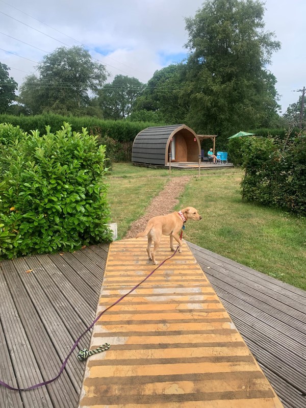 Dog in front of a pod