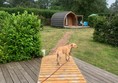 Dog in front of a pod