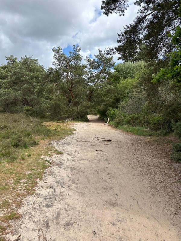 Image of a pathway