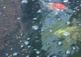 Carp which live outside the family run restaurant on site