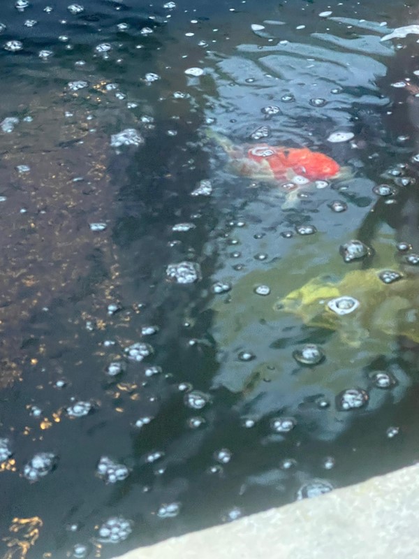 Carp which live outside the family run restaurant on site