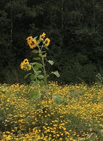 Rimrose Valley Country Park