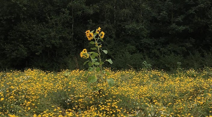 Rimrose Valley Country Park